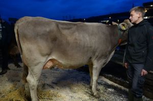 k-Nescardo bei Hcki Pfffikon